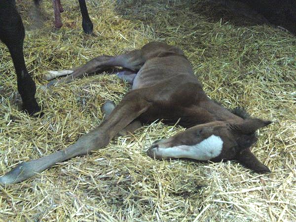 Tango taking a nap before being loaded on the trailer for his very first ride