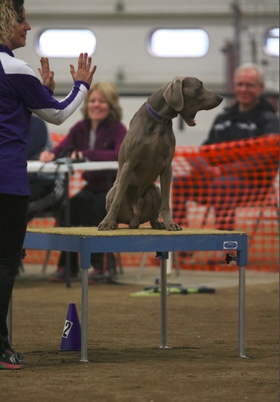 This is what Pretzel thinks of the pause table...YAWN