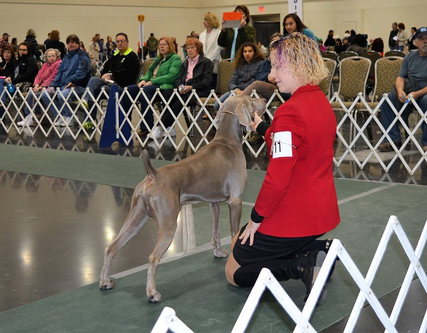 Weimaraner breed ring