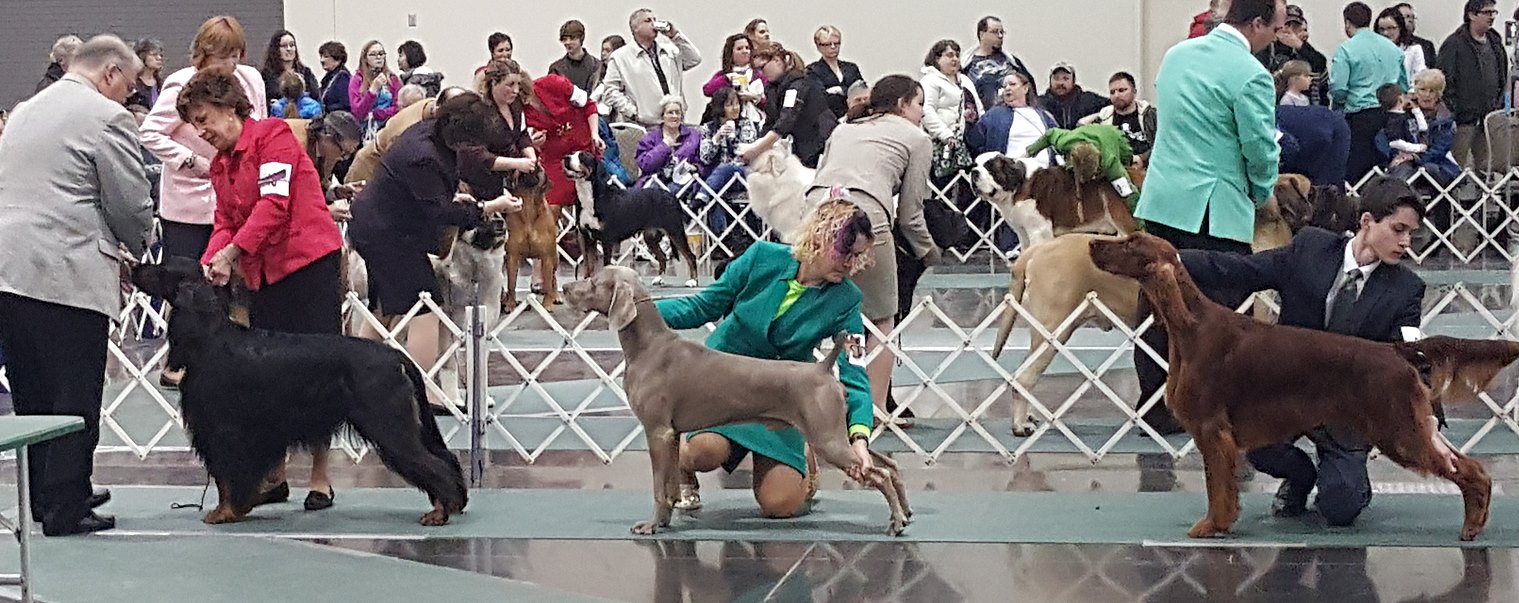 Weimaraner breed ring