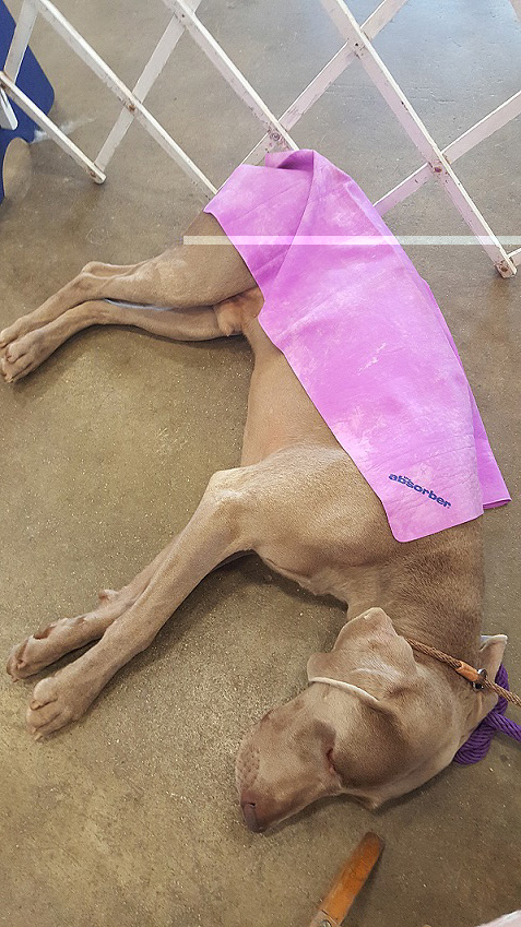 Pretzel waits in the heat for Best In Show