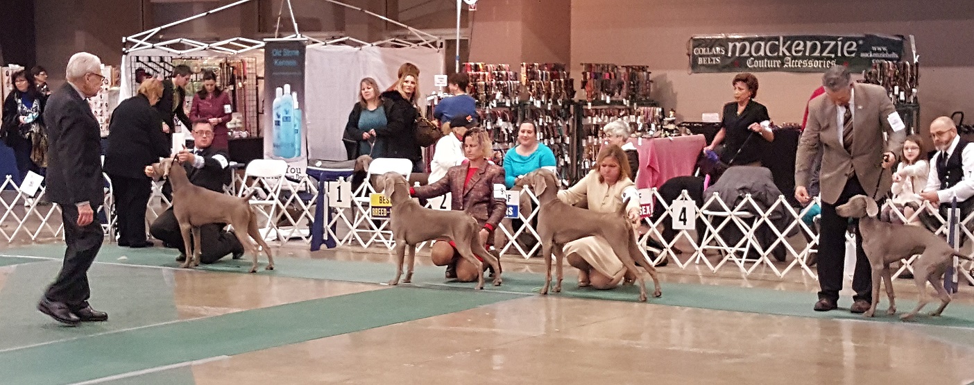 Weimaraner breed ring