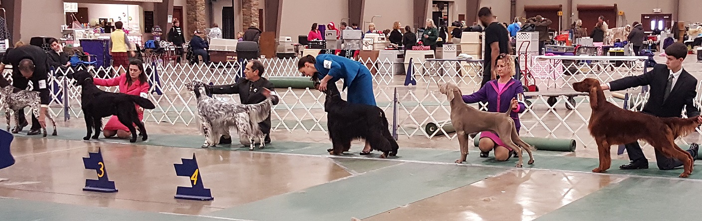 Weimaraner breed ring