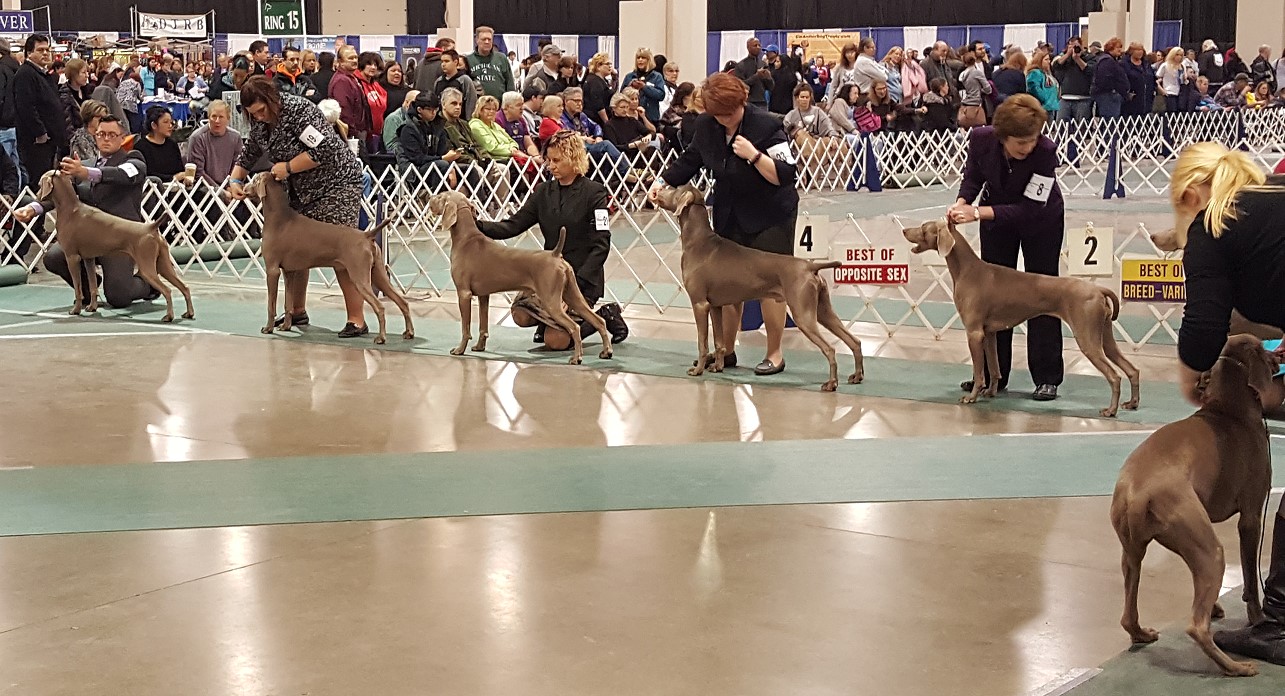 Weimaraner breed ring